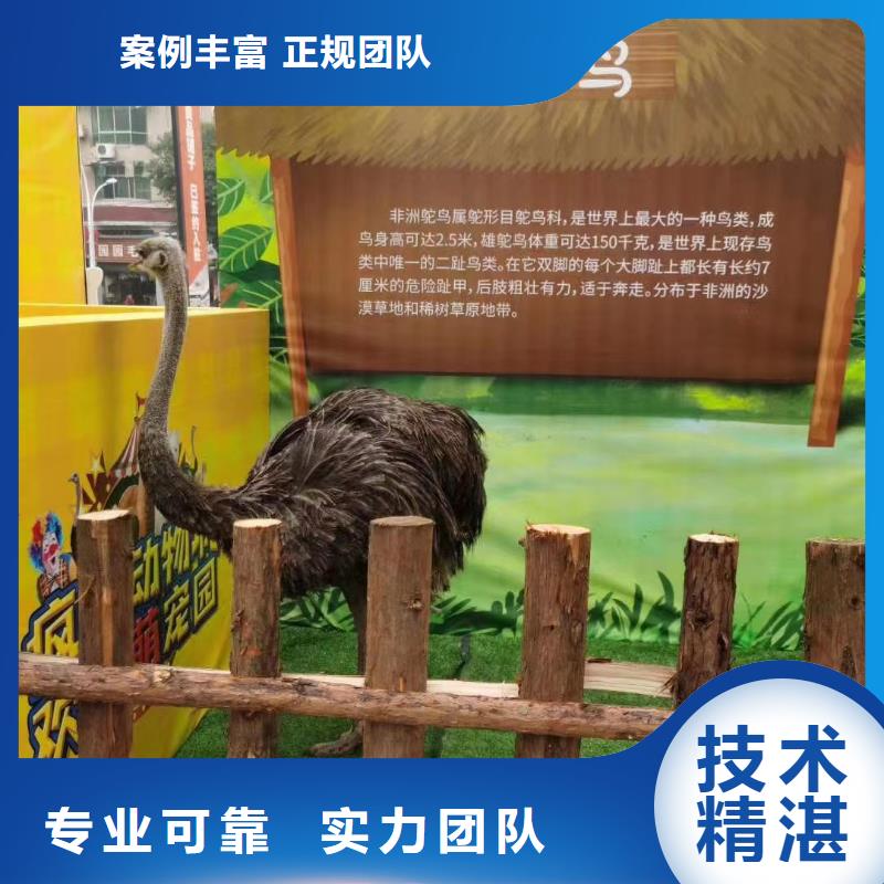 马戏团/羊驼草泥马羊驼租赁长期合作