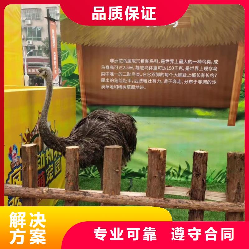 哪里有租赁羊驼的周边