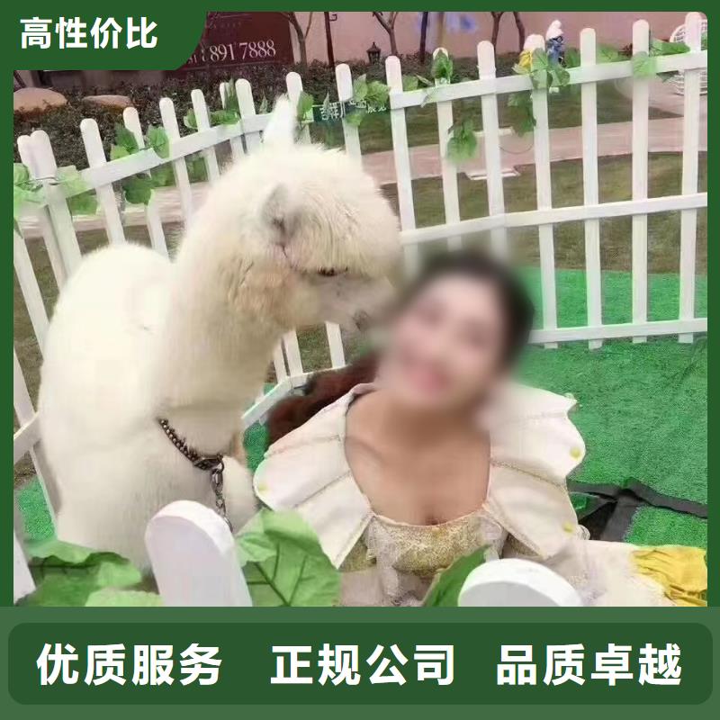 萌宠动物展出租