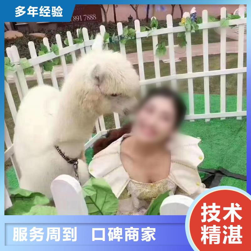 动物出租活动案例