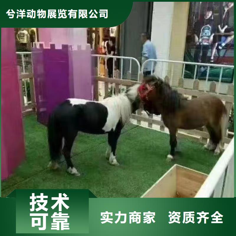 哪里有出租羊驼的暖场活动