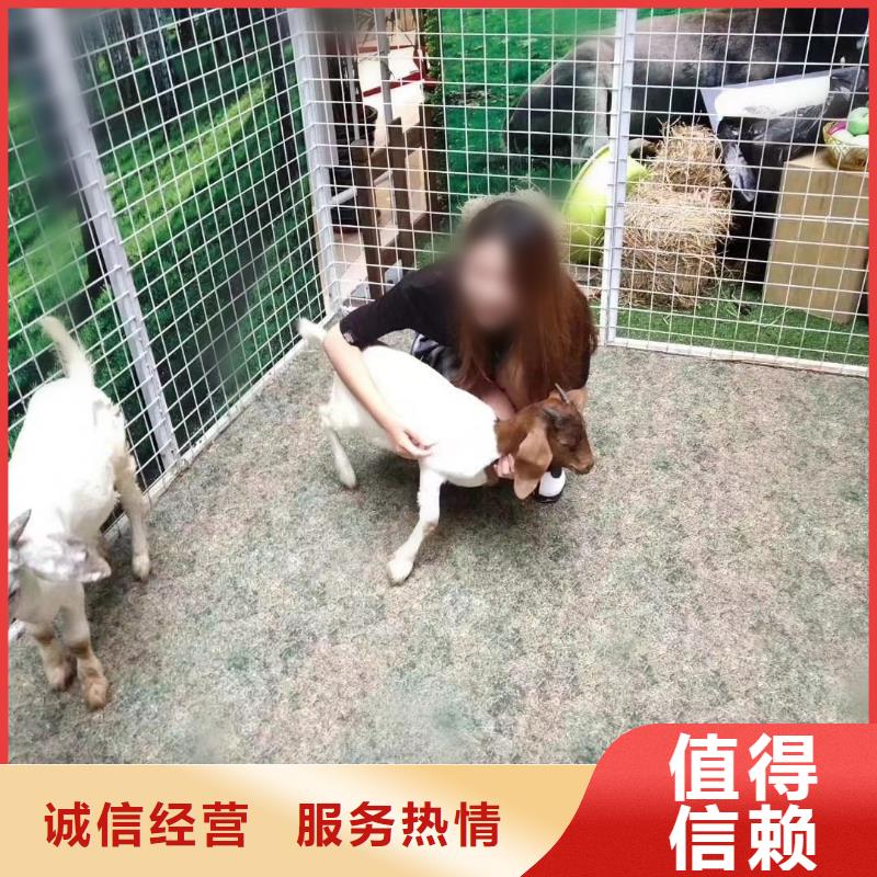羊驼出租联系电话