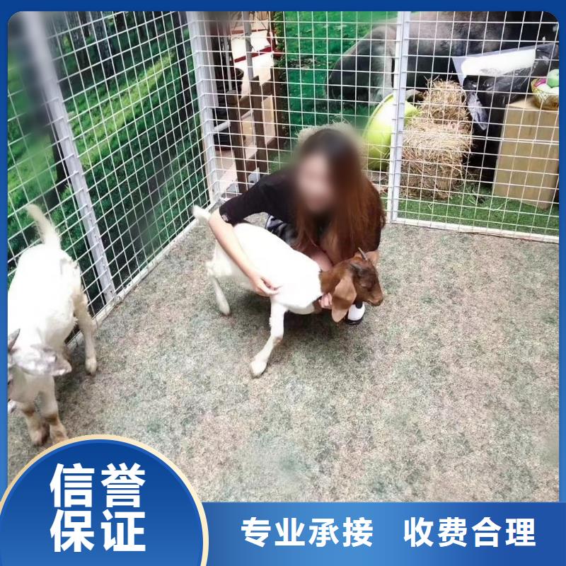 萌宠动物出租点击