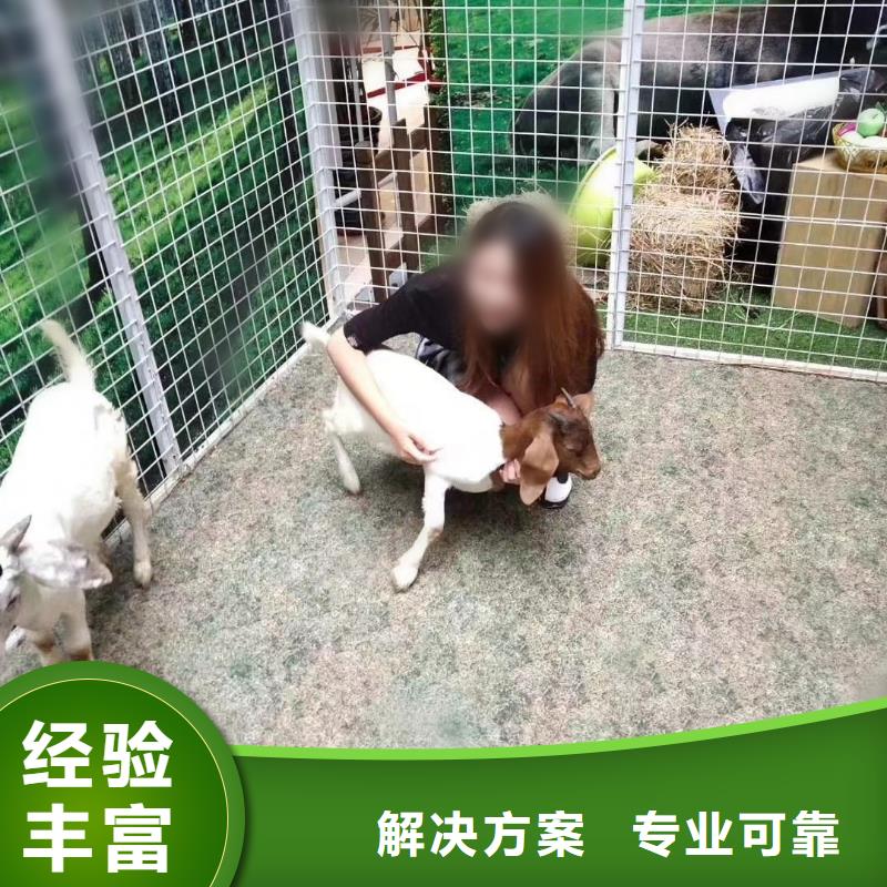 哪有马戏团表演租赁活动方案