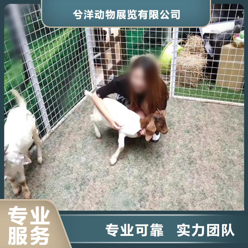 哪里有出租动物的点击查看