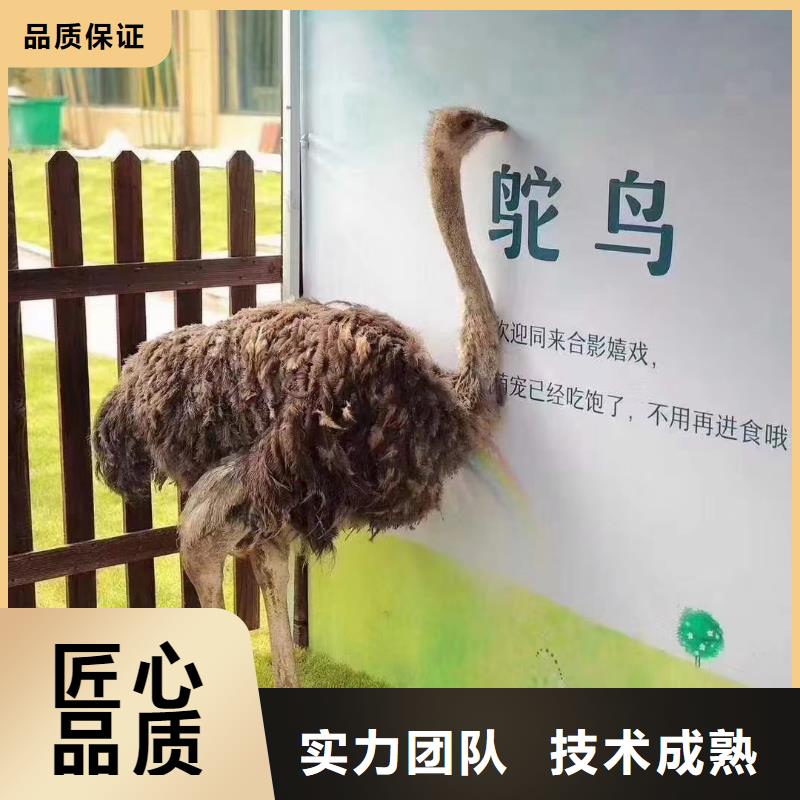马戏团/羊驼水族海洋展实力雄厚