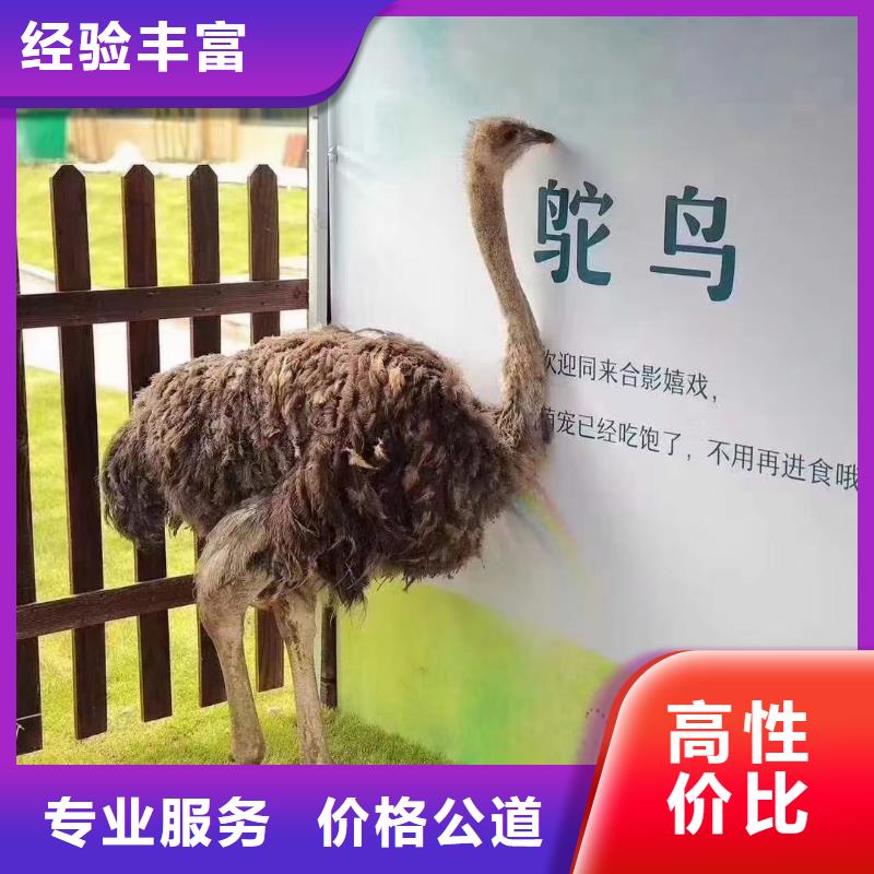 哪有出租羊驼的暖场