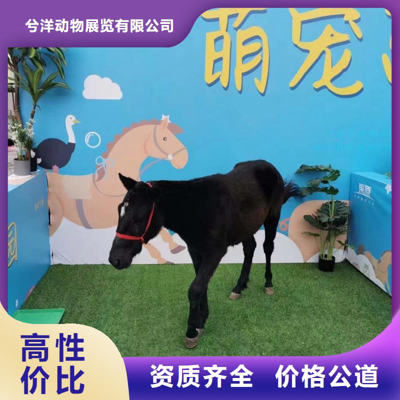 萌宠展出租联系方式