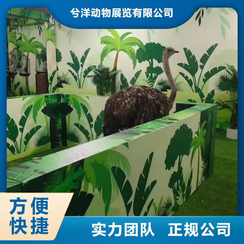 马戏团/羊驼,小马戏表演出租价格透明