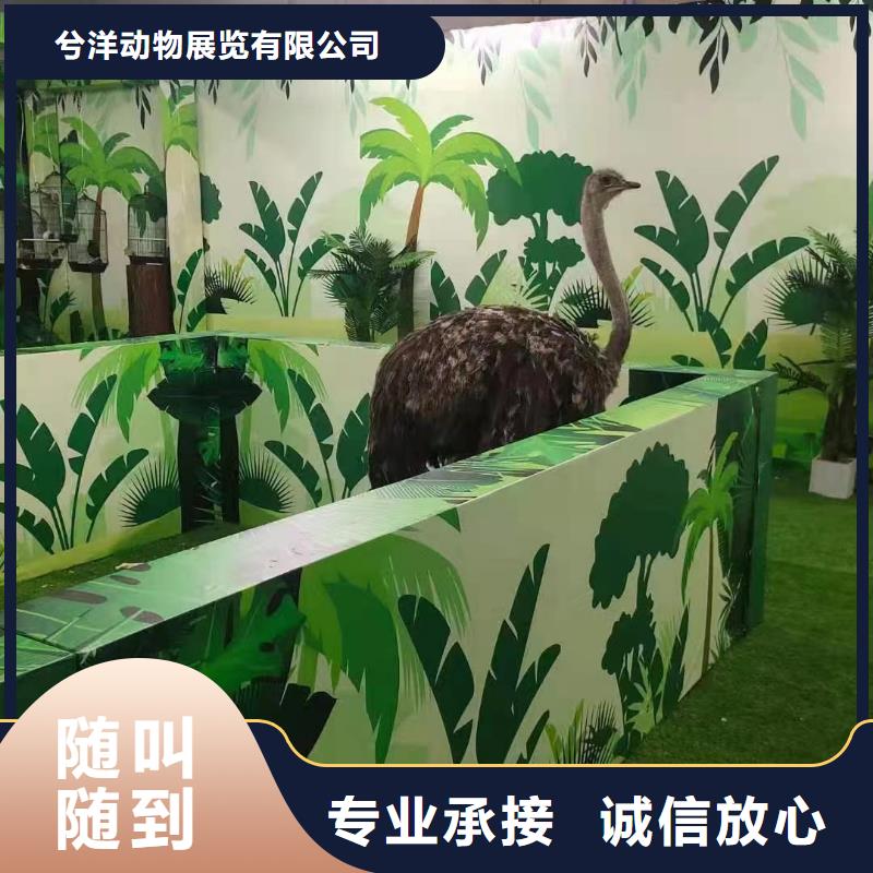 动物表演出租一手资源