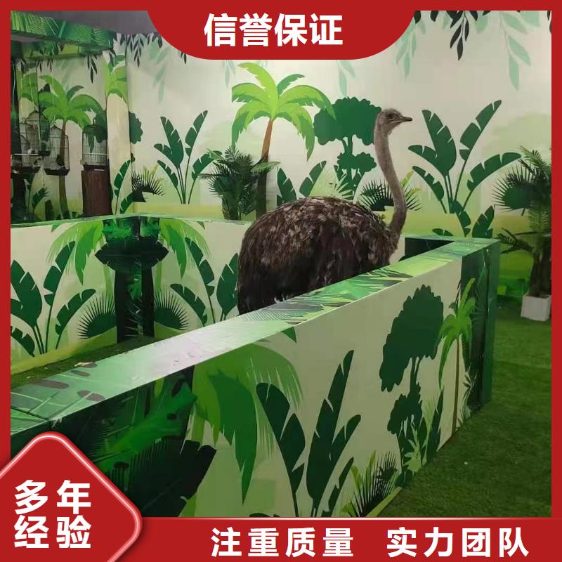 动物表演出租活动图片