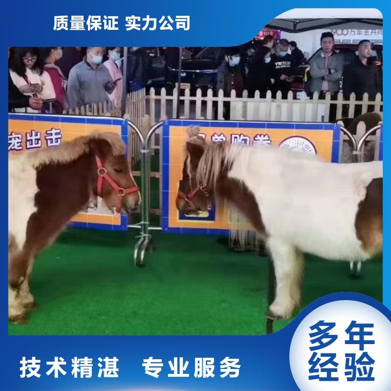 萌宠展出租暖场氛围