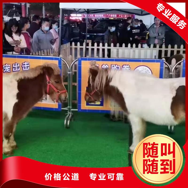 动物表演出租