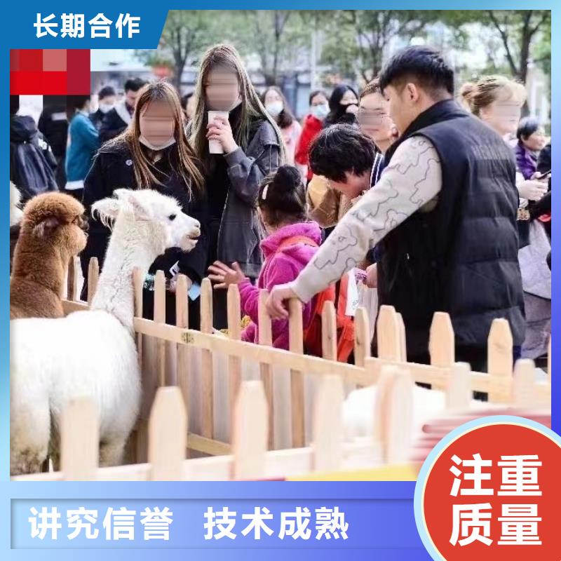 羊驼出租节日活动