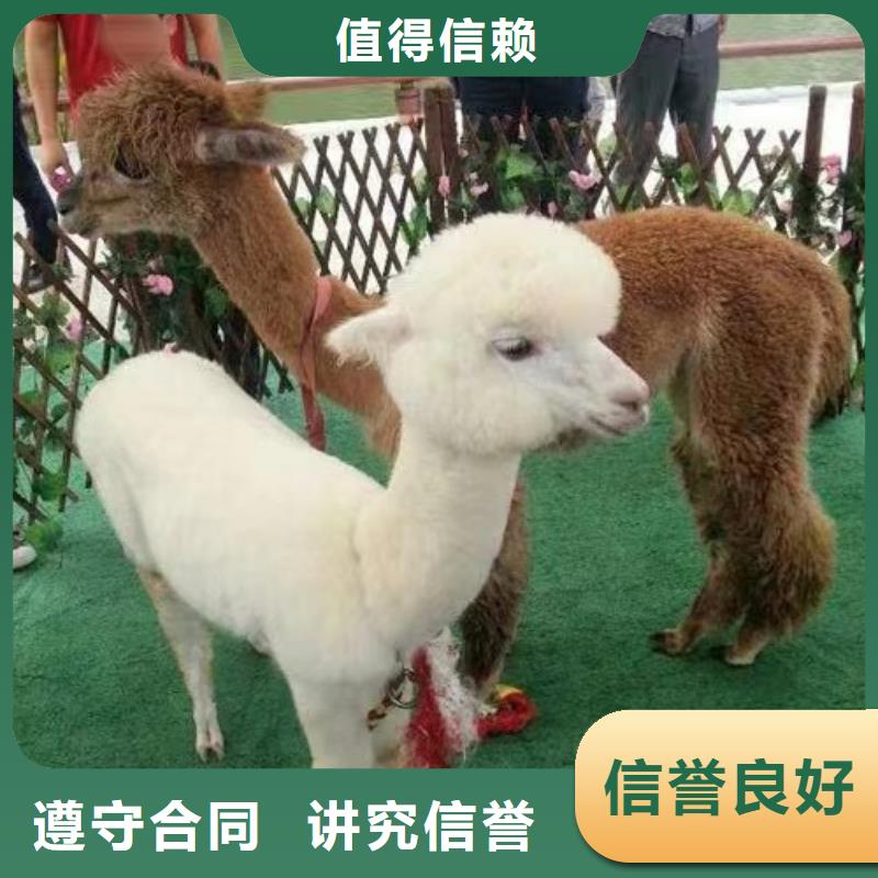 羊驼出租联系电话