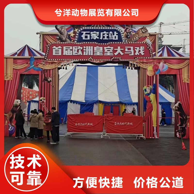 租赁羊驼创意方案