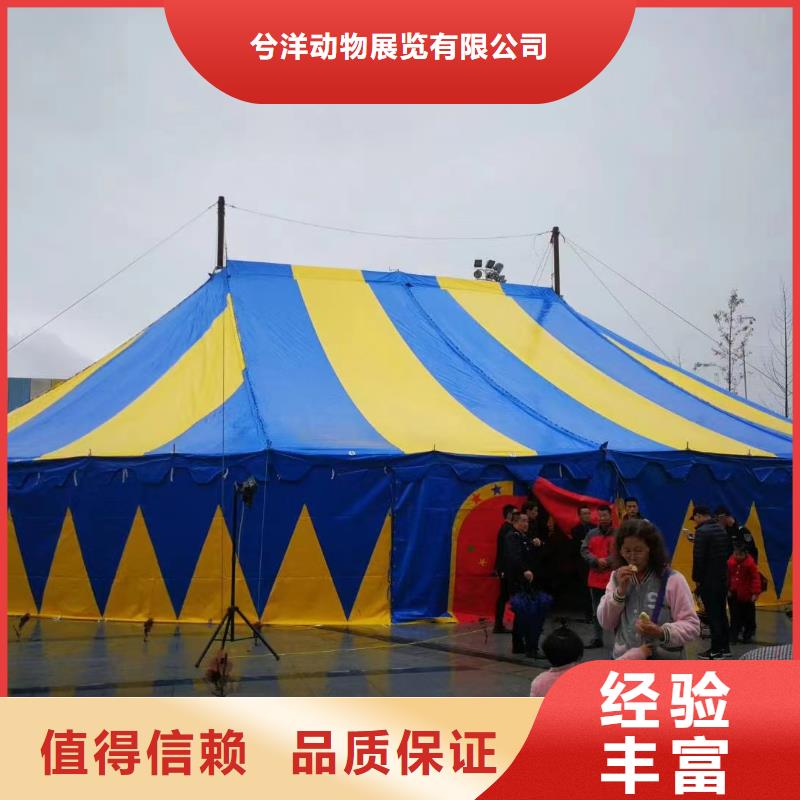 马戏团/羊驼,小马戏表演出租价格透明