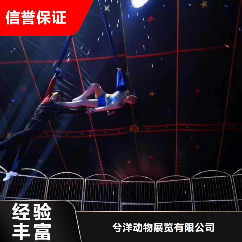 动物表演出租免费策划