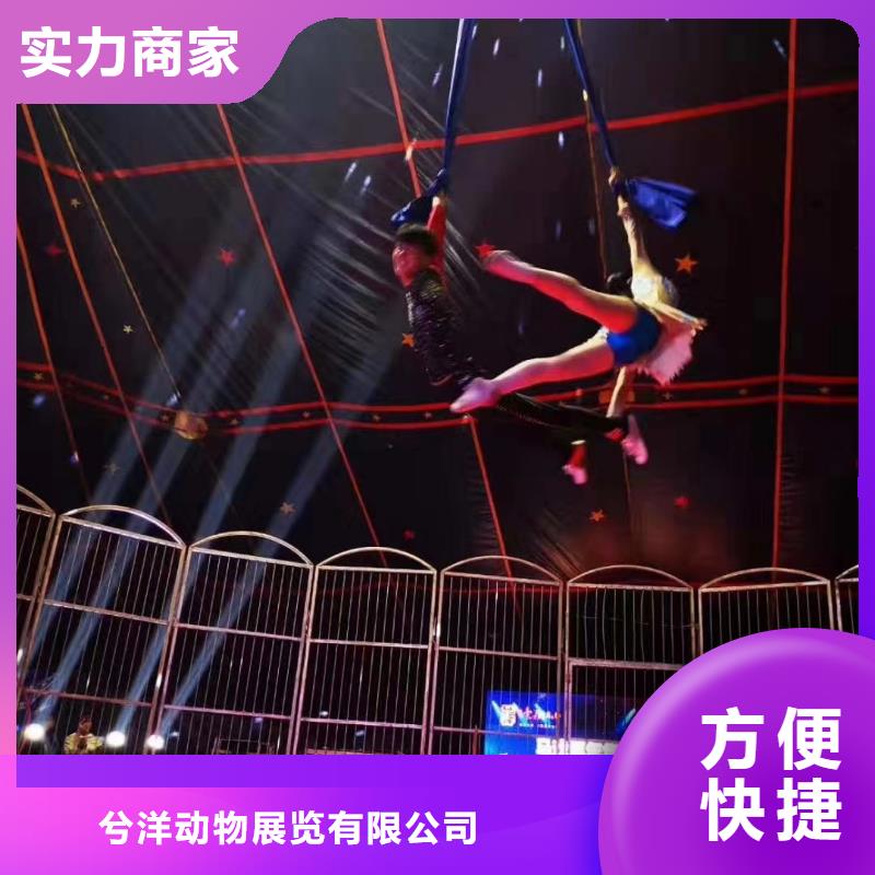 马戏团租赁表演