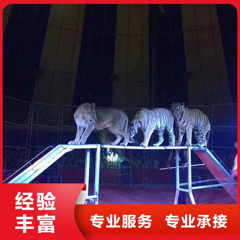 哪有羊驼出租周边