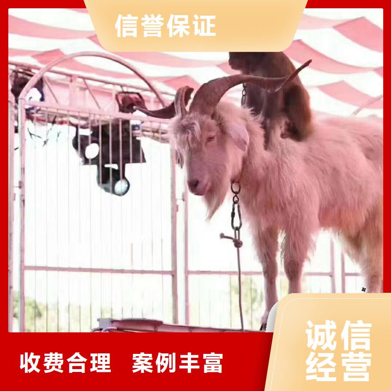 羊驼租赁公司一手资源