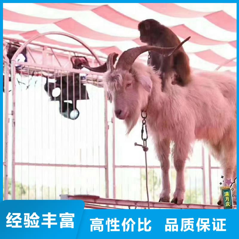 羊驼出租节日活动