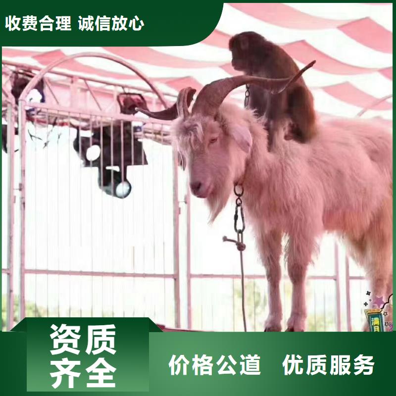 萌宠动物展出租联系电话
