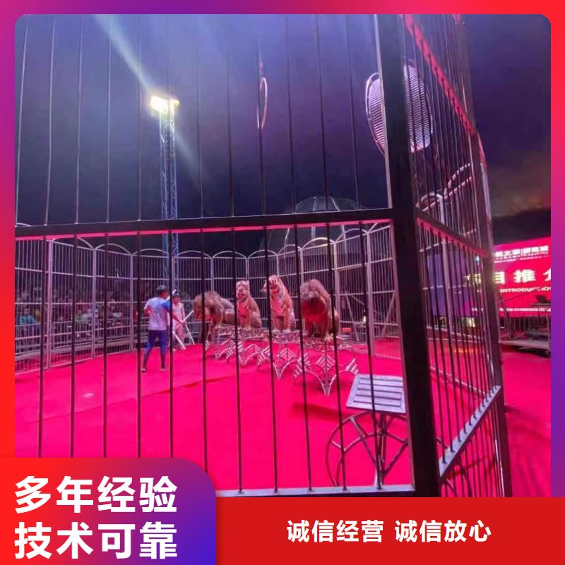 哪有租赁羊驼的活动庆典