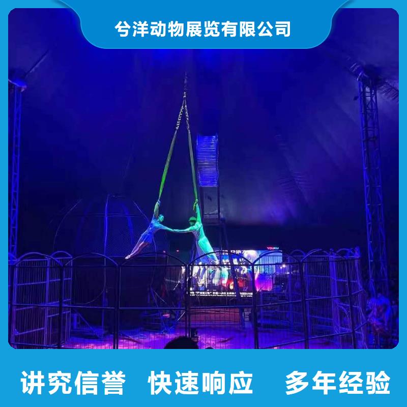 哪有出租羊驼的丰富多彩