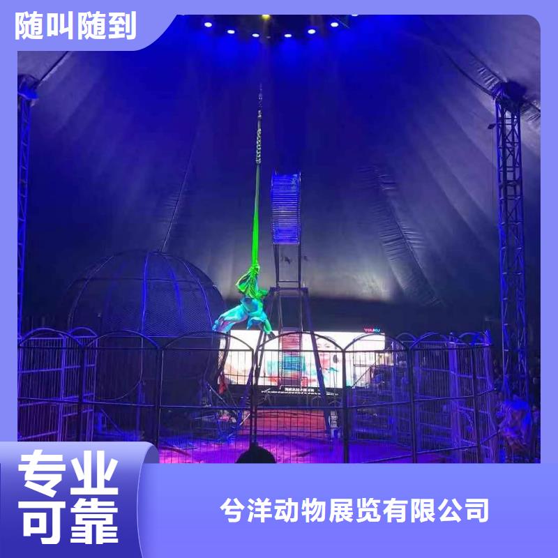 哪有租赁羊驼的活动庆典