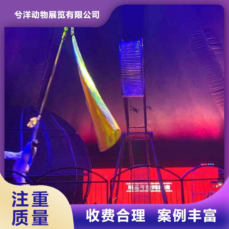 周边马戏团表演租赁活动方案