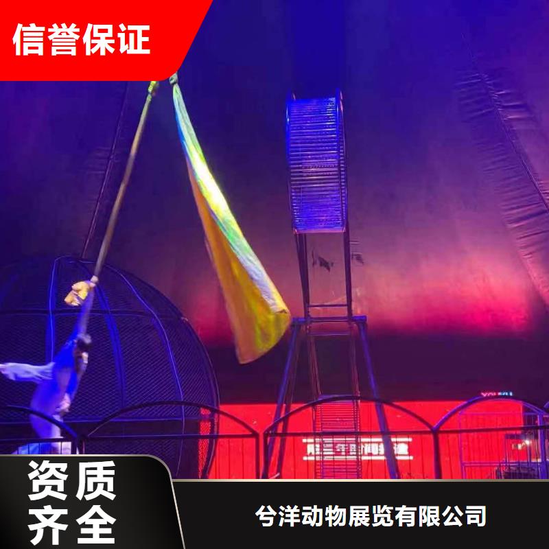 马戏团/羊驼羊驼出租遵守合同