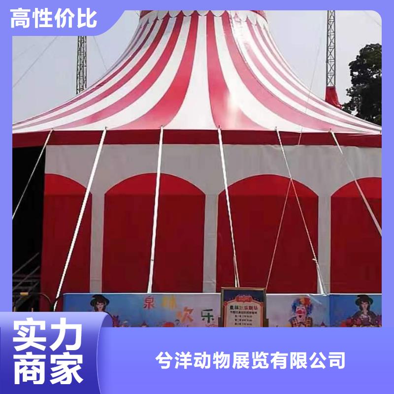 马戏团羊驼表演出租正规靠谱