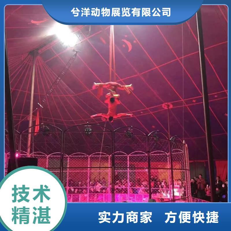 哪有出租马戏团表演的服务全国