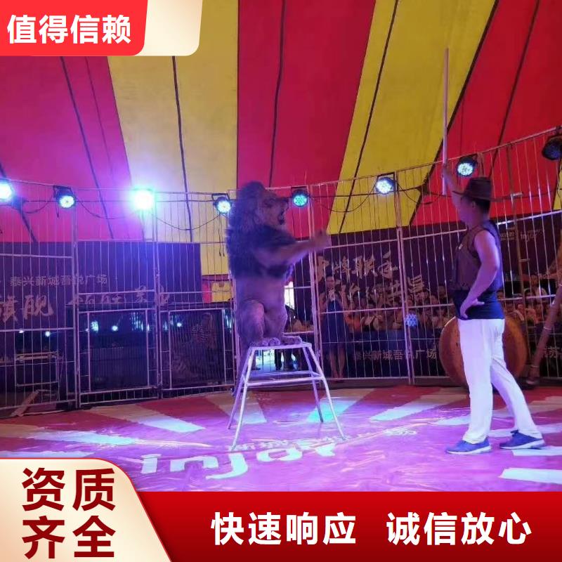 哪里有羊驼租赁的图片案例