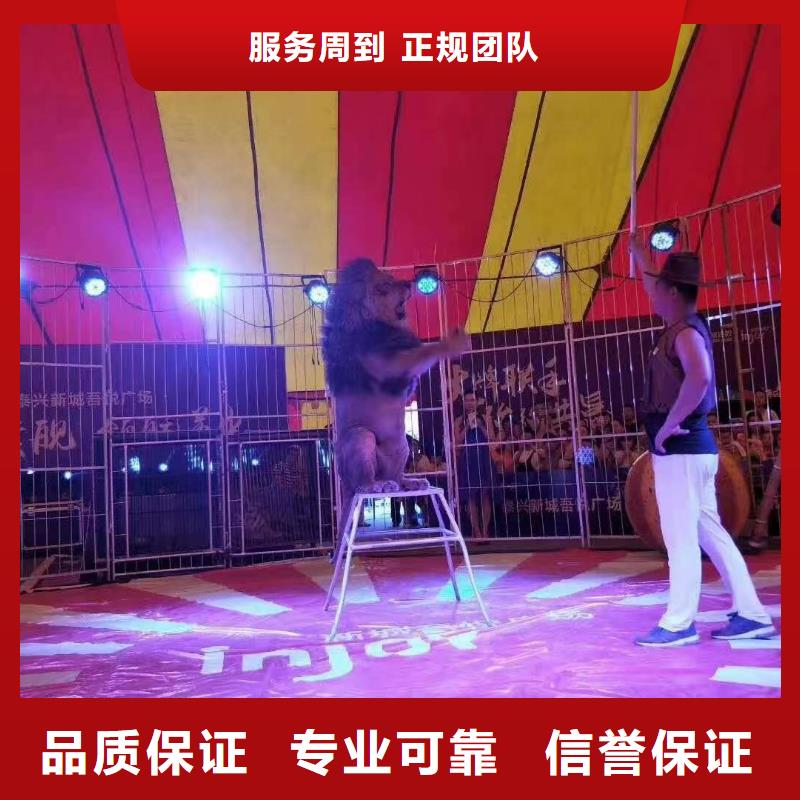 羊驼出租图片
