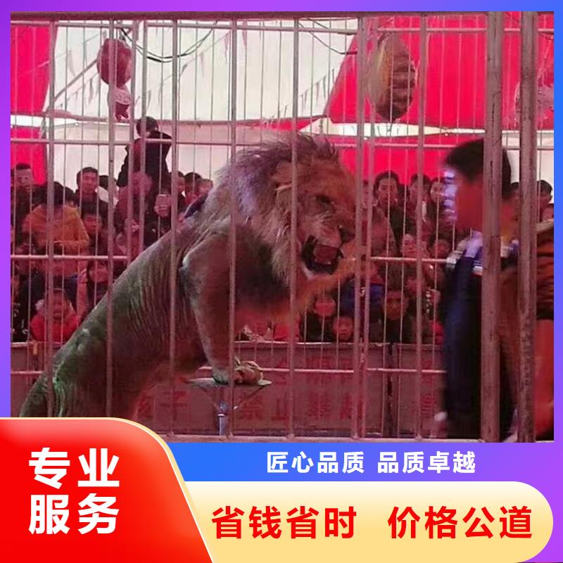 哪有出租马戏团表演的公司