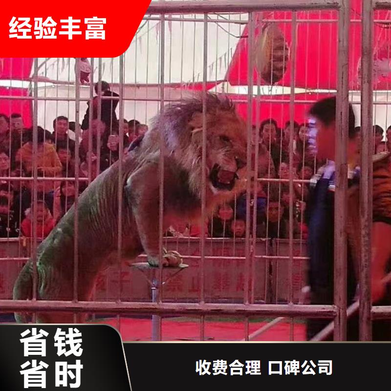 哪里有租赁羊驼的周边