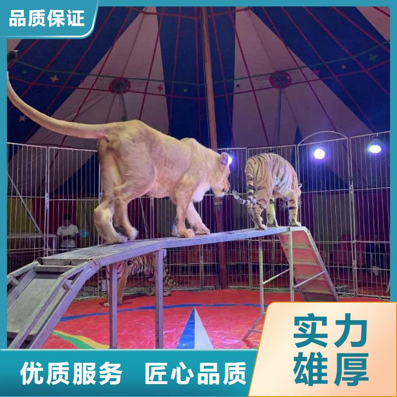 马戏团表演出租节日活动