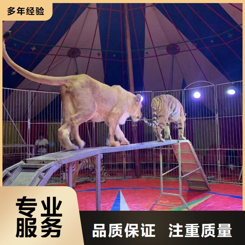 羊驼出租节日活动