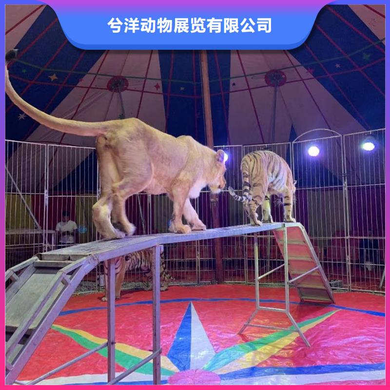 萌宠动物展出租一手资源