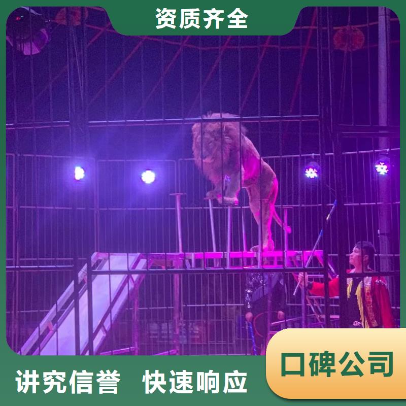 租赁羊驼创意方案