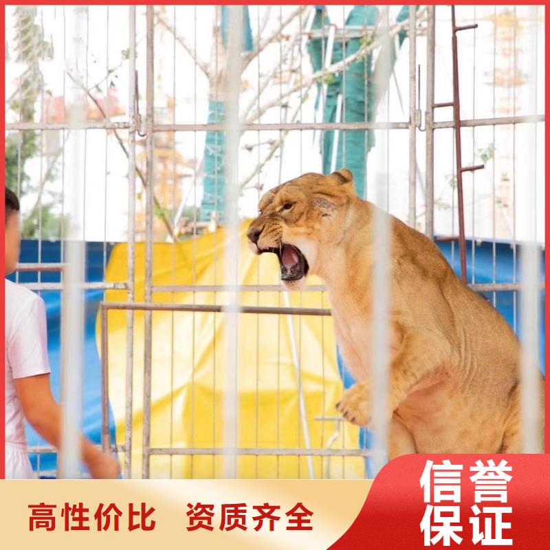 哪里有租赁羊驼的周边