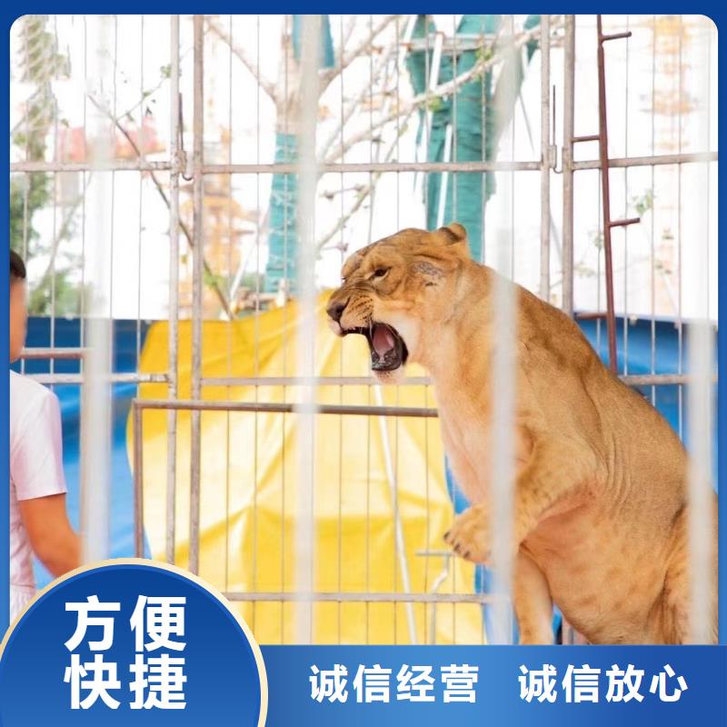 马戏团表演出租图片