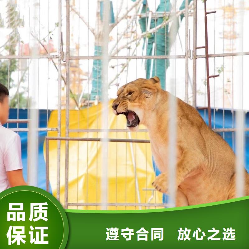 哪里有租赁羊驼的周边