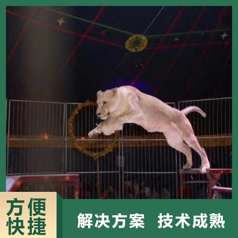 哪有出租羊驼的暖场