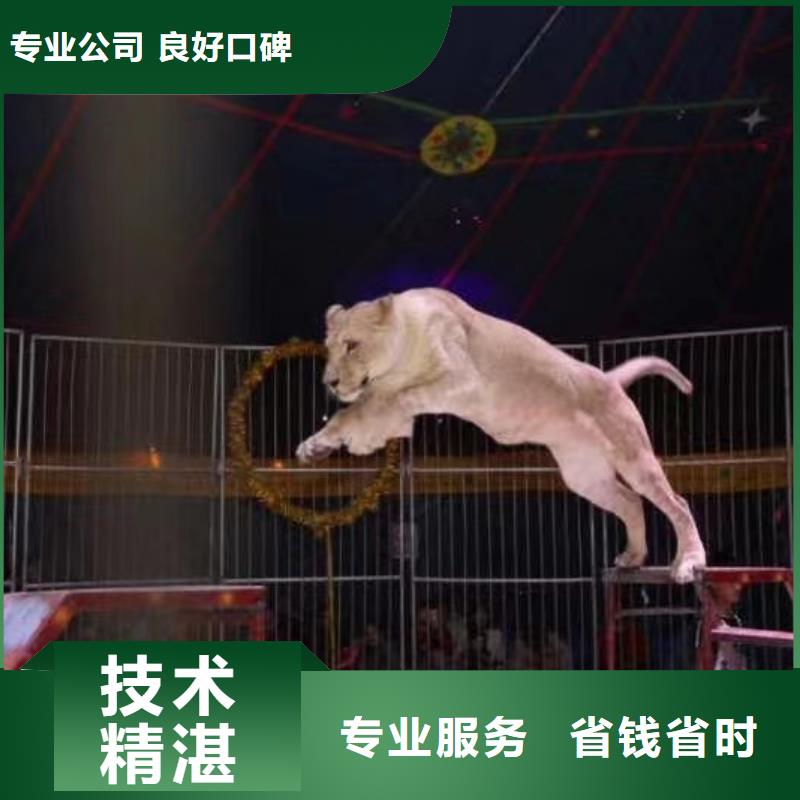 哪有出租动物的