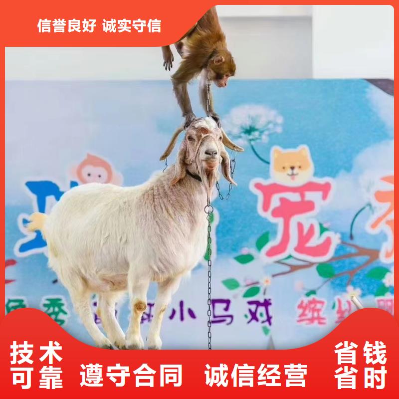 马戏团/羊驼水族海洋展实力雄厚