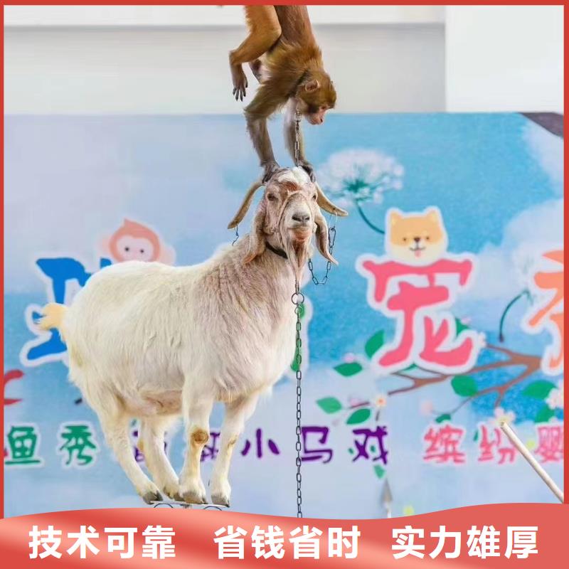 马戏团表演出租图片