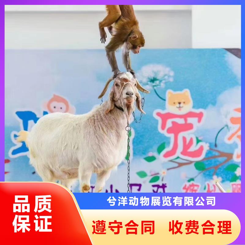 萌宠动物展出租一手资源